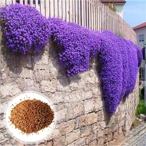 1 Sac De Graines De Cresson Violet, Résistantes Au Froid Faciles à Planter, Graines D'herbes Accrocheuses Pour Le Jardin/Extérieur Violet Graines d'Aubrieta
